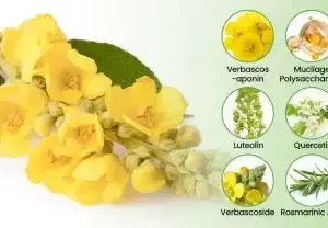 CareBreeze® Botanical Mullein Lung Cleanse Diffuser